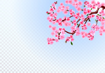 Sakura. Branches with pink flowers, leaves and cherry buds. Defocus effect. On a transparent background. illustration
