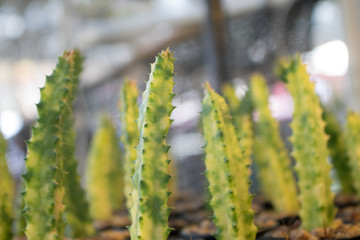 succulents and cactus in black pots,overhead