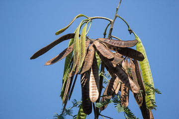  Seed of Flamboyant flower
