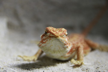 Echse