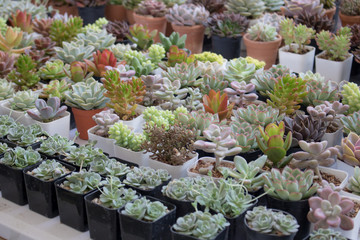 Different succulents and cactus in black pots,overhead or top view