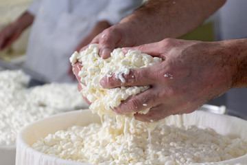 hands of master cheesemaker working the product