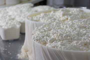 cow cheese making - 244462119