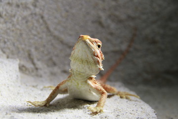 Echse