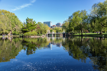 Fototapeta na wymiar The Boston Public Garden
