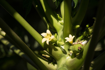 Fototapeta premium Small white Papaya tree flower