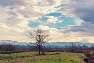 A tree in the field