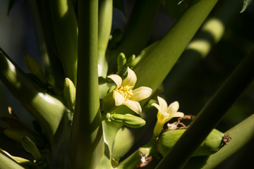 Small white Papaya tree flower