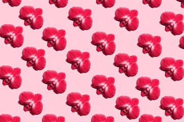 Orchid flowers isolated on pastel background. Tropical floral pattern. Top view 