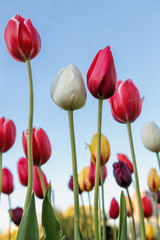 Fototapeta premium The Colorful Tulips