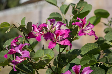 Pink flower or Bauhinia flower