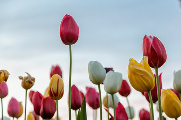 The Colorful Tulips