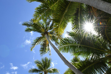 Fototapeta na wymiar Palm trees set against a blue shy with the sun shining through.