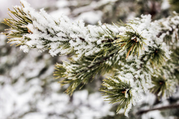 pine branches covered with snow in winter forest