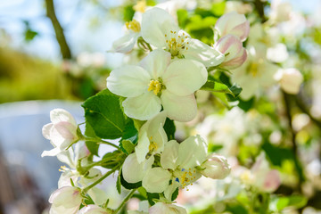 Blossoming branches of the apple tree on spring