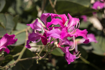 Pink flower or Bauhinia flower