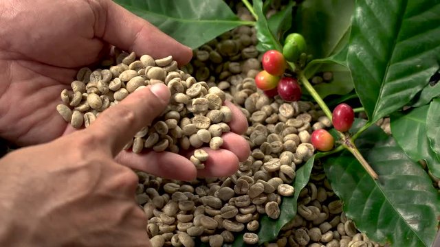 natural organic green coffee beans 