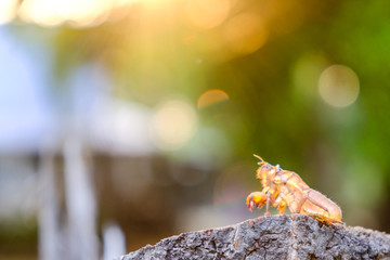 Cicada insect. Cicada standing on a branch. Cicada Macro. Cicada sits on a branch in natural habitat.