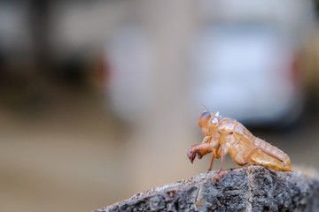 Cicada insect. Cicada standing on a branch. Cicada Macro. Cicada sits on a branch in natural habitat.