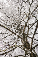 branches of a birch tree covered with snow in winter forest