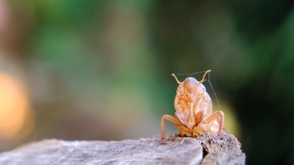 Cicada insect. Cicada standing on a branch. Cicada Macro. Cicada sits on a branch in natural habitat.