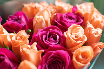 Background of peach and crimson roses. Beautiful coral roses, flowers bouquet close up. Bouquet of crimson and peach roses.