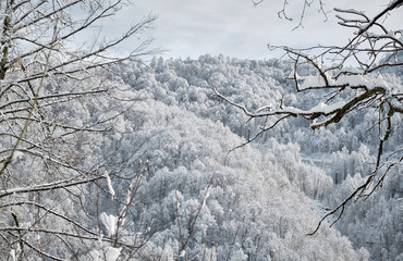 Snow covered tree branches over snowy house roof with blue sunny sky