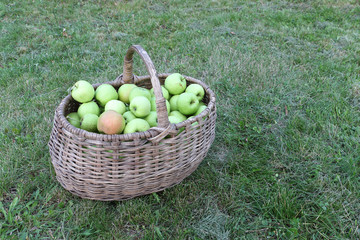Ripe apples in a wicker basket on the grass in the summer garden