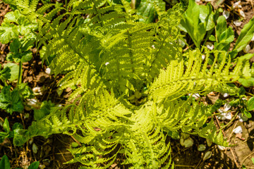 Green fern in the forest on spring