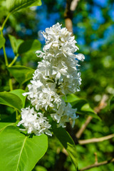 Blossoming branches of the white lilac tree on spring