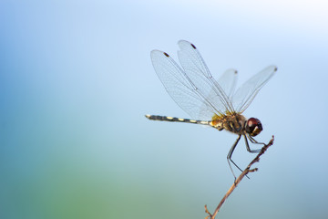 Dragonfly on grass, close-up of insect in nature, the animal wildlife