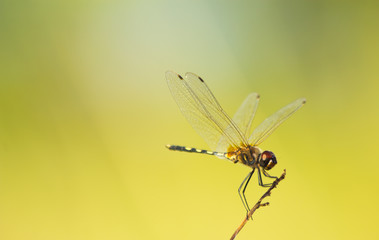 Dragonfly on grass, close-up of insect in nature, the animal wildlife