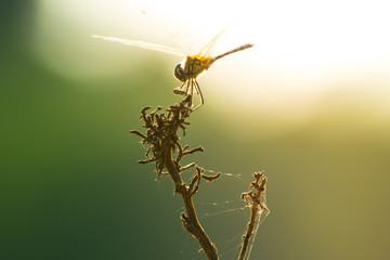 Dragonfly on grass, close-up of insect in nature, the animal wildlife
