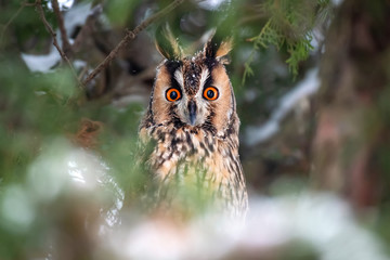 Owl sit in a tree and looking on the the camera