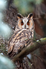 Owl sit in a tree and looking on the the camera