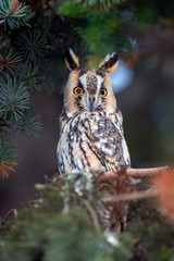 Owl sit in a tree and looking on the the camera