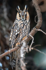 Owl sit in a tree and looking on the the camera