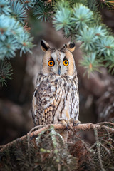 Owl sit in a tree and looking on the the camera