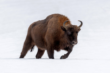 European bison (Bison bonasus) in natural habitat © byrdyak