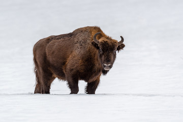 European bison (Bison bonasus) in natural habitat © byrdyak