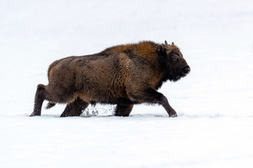 European bison (Bison bonasus) in natural habitat © byrdyak