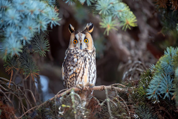 Owl sit in a tree and looking on the the camera