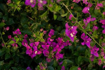 Blooming bougainvillea background. Purple magenta flowers.