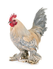 Dutch Booted Bantam