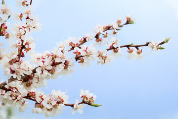 beautiful blooming branches against blue sky in springtime