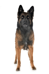 belgian shepherd tervuren