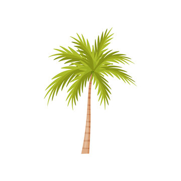 Palm tree with bright green leaves. Natural landscape element. Plant of wild Bali jungle. Flat vector design