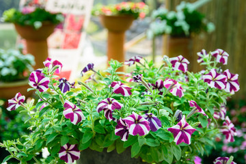 photo of ruellia flower, look like umbrella