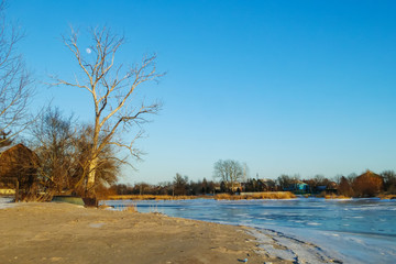 tree on the beach