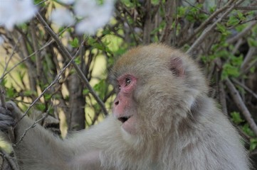 ニホンザル